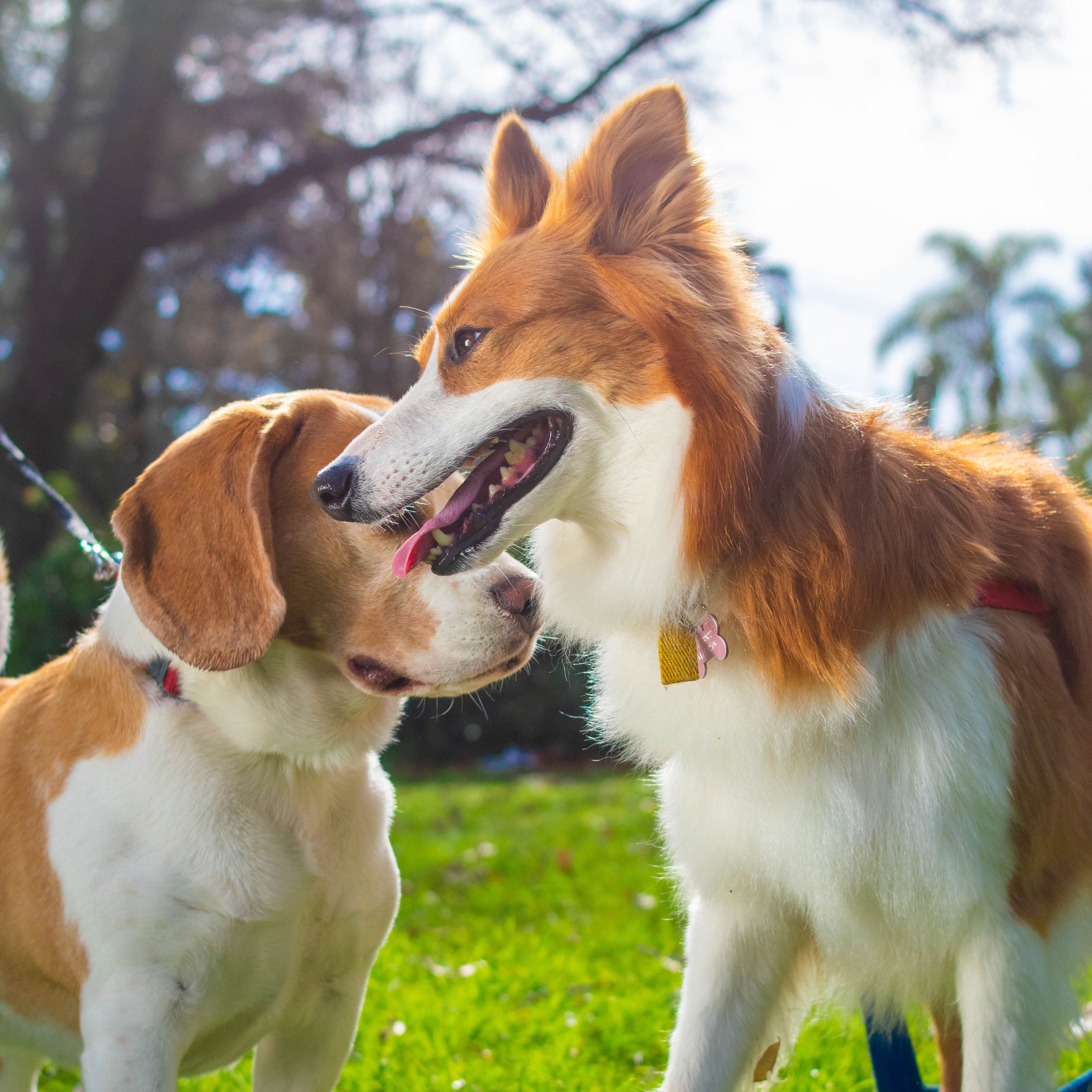 Hunde