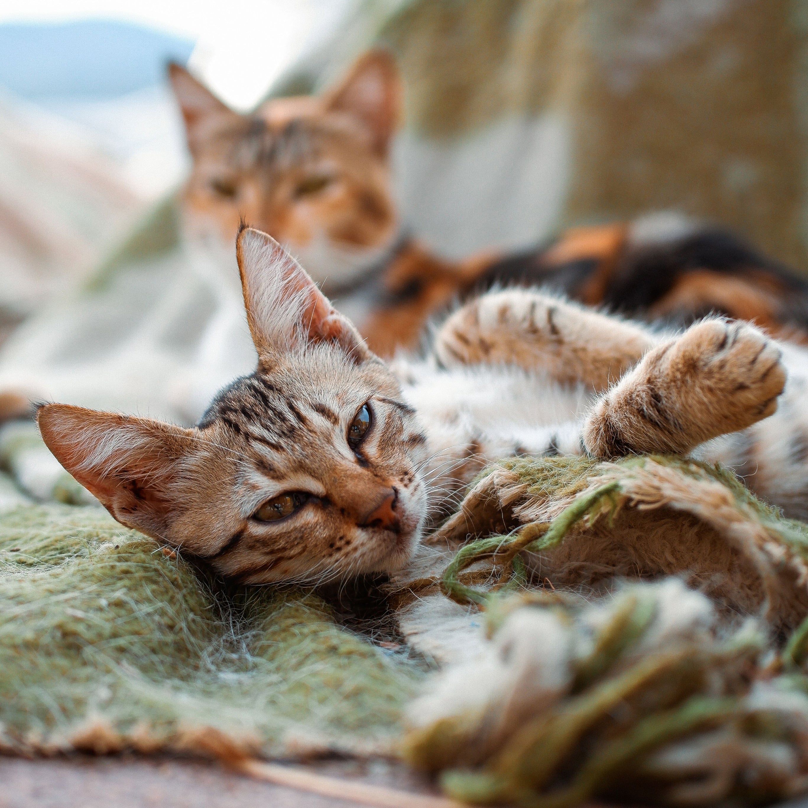 Katzen