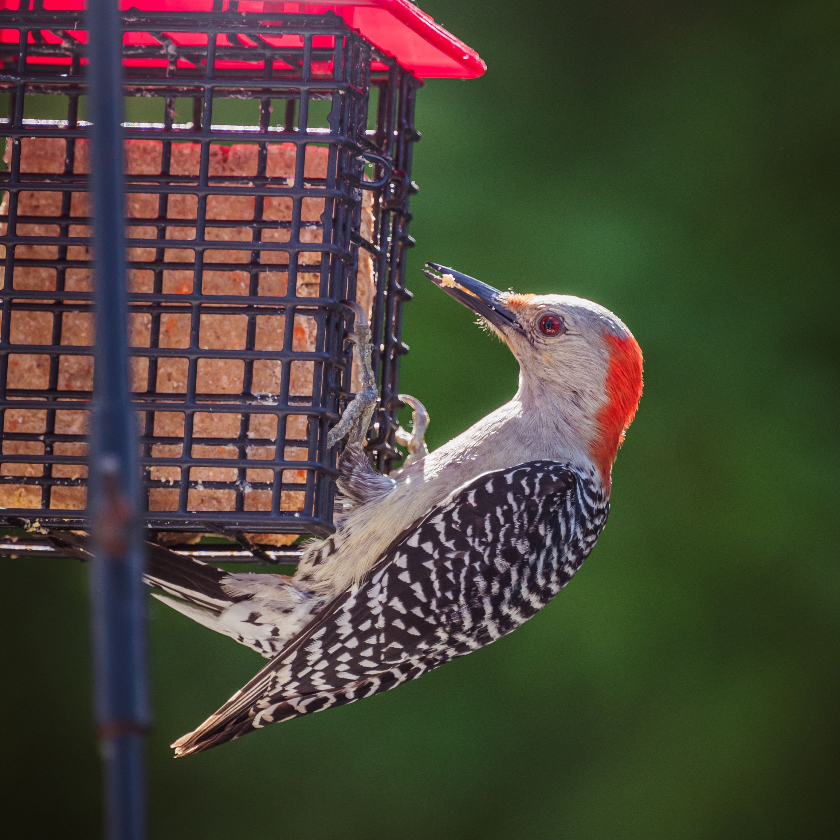Vogelbeobachtung und Wildtiere im Garten
